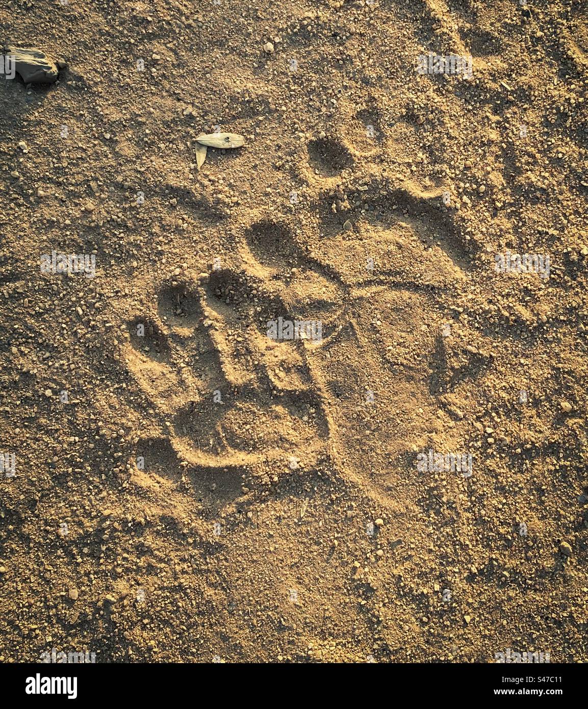 Baboon stampa sulla sabbia nella regione di Erongo in Namibia Foto Stock