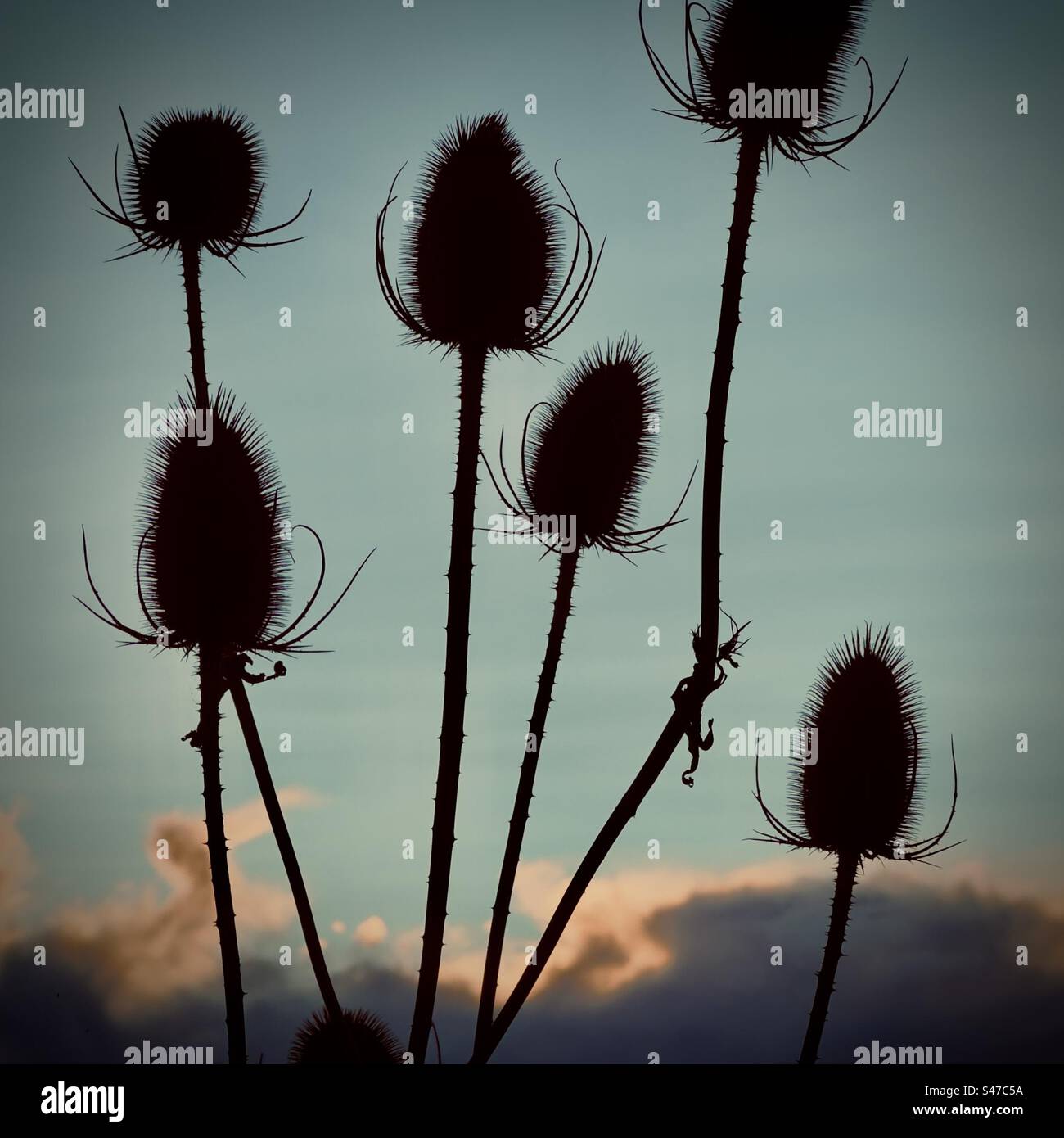 Silhouette Teasle al tramonto Foto Stock