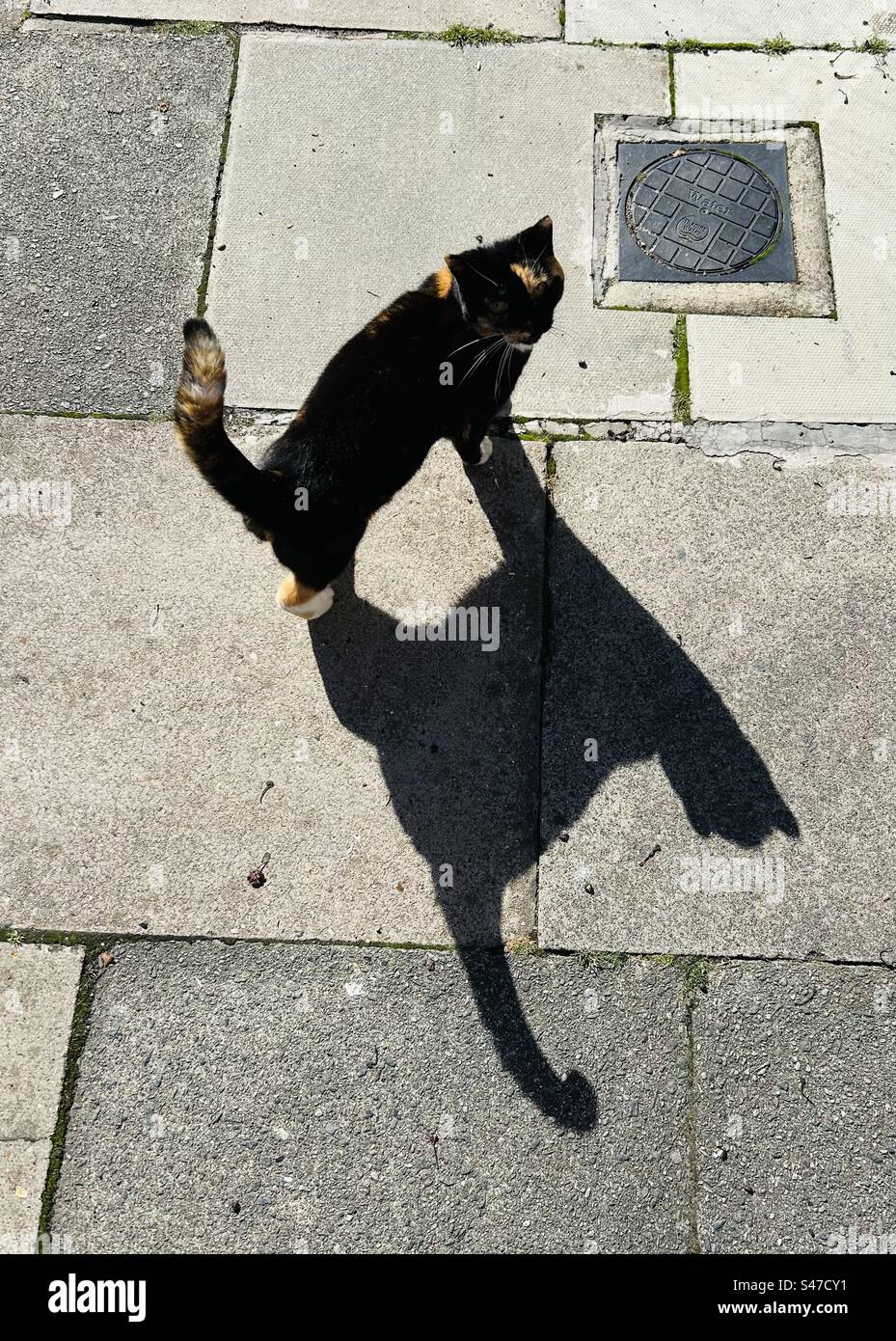 Cat e Cat Shadow Foto Stock