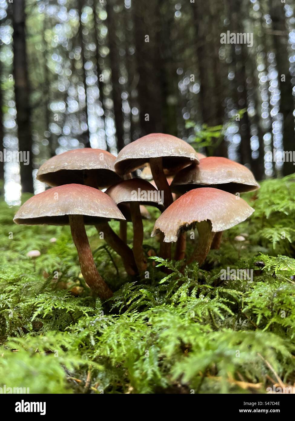 Funghi nella foresta estone Foto Stock