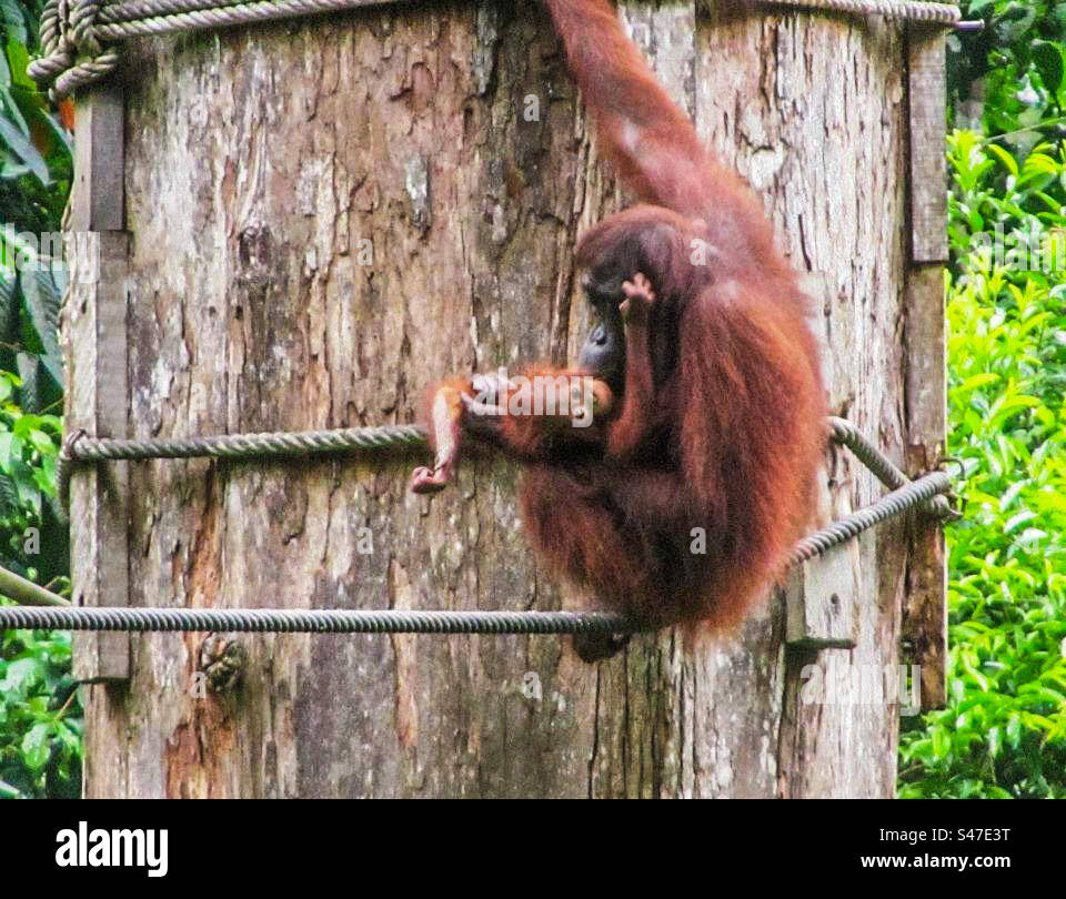 Oranghi e bambini a Sepilok nel Borneo Foto Stock