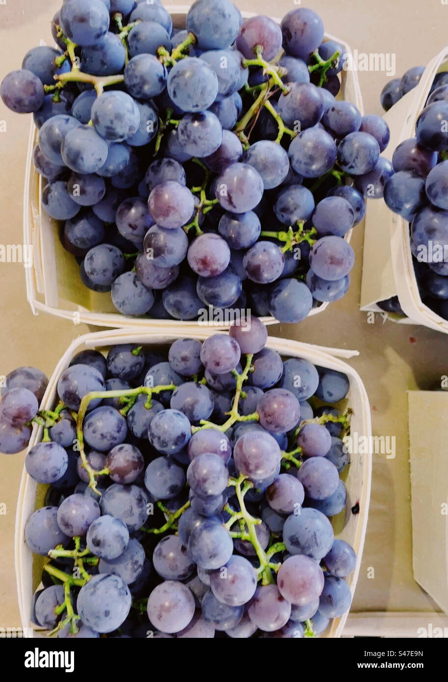 Le uve Concorde fresche del campo vengono vendute in un mercato agricolo del New England, negli Stati Uniti Foto Stock