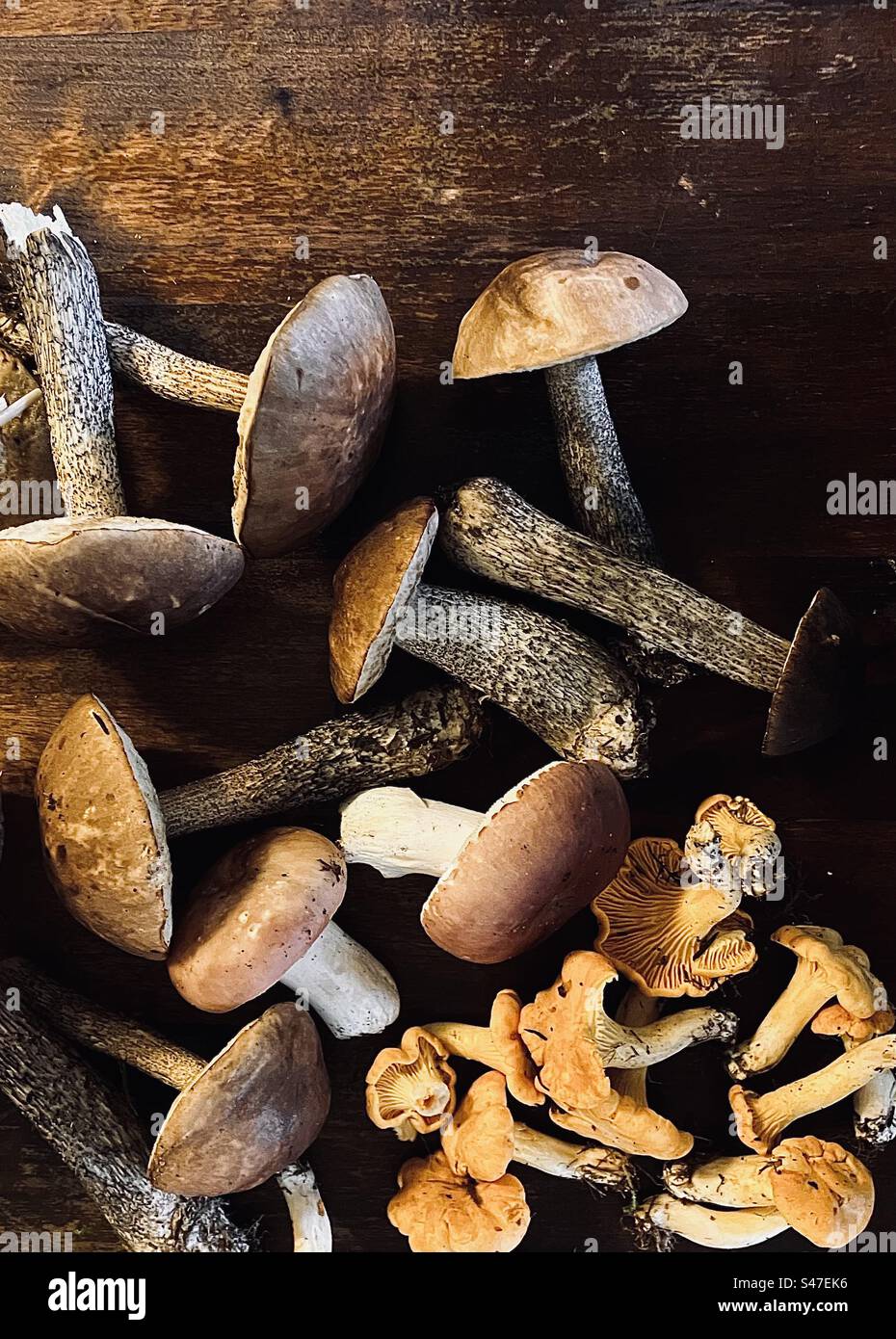 Funghi selvatici Foto Stock