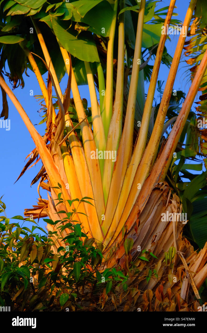 Albero tropicale all'alba Foto Stock