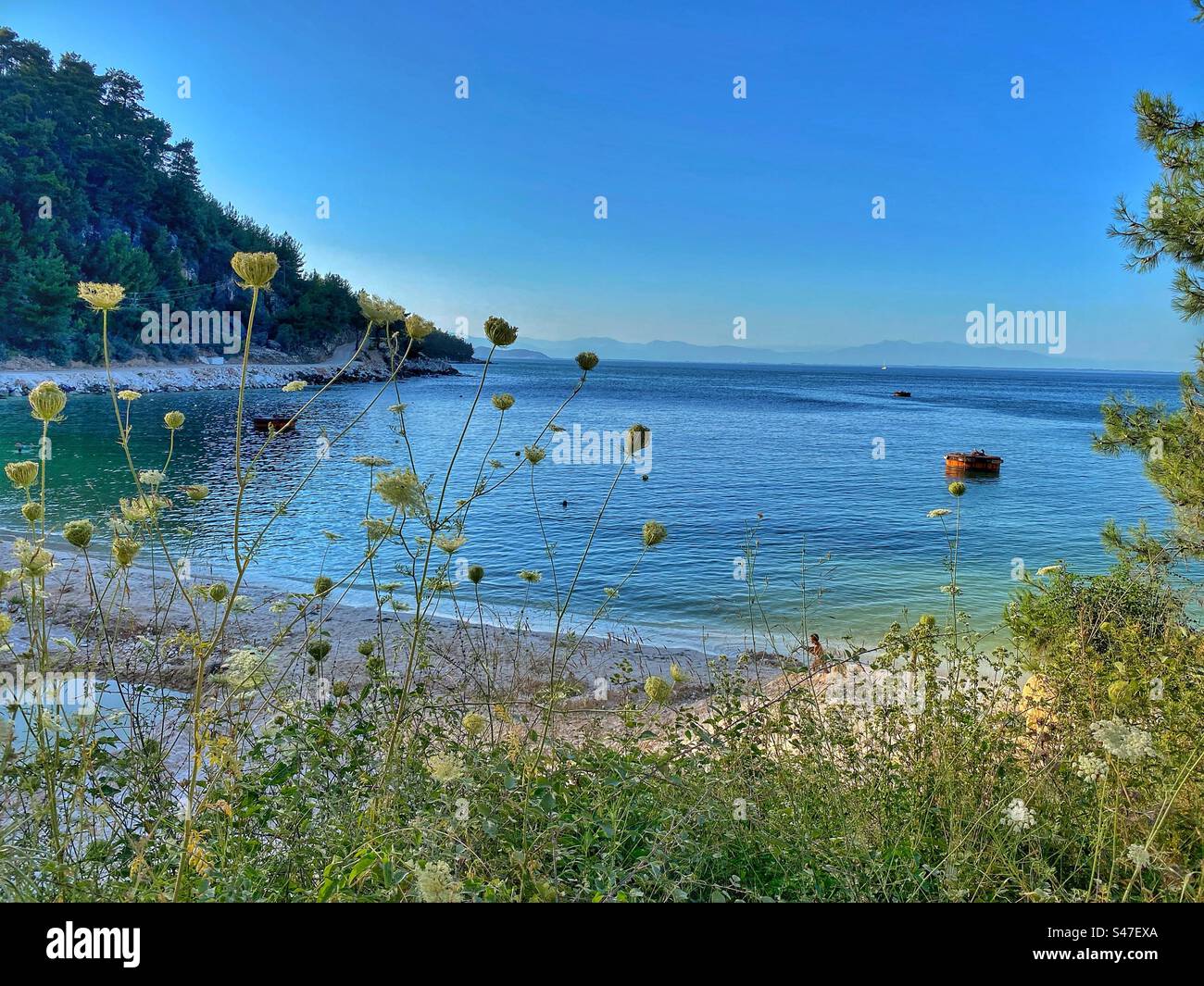 Vista serale in parte della spiaggia con mare blu, piante e fiori sull'isola di Thassos, Grecia. - Immagine stock catturata con smartphone