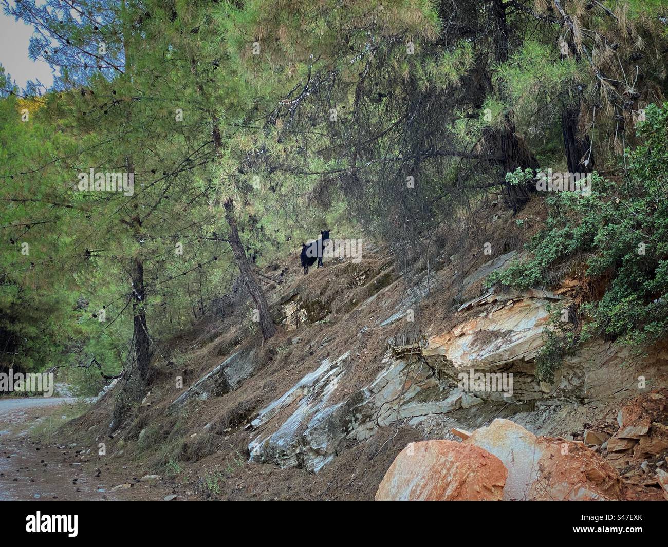 Capra nera selvaggia che salta su rocce tra alberi di pino sull'isola di Thassos in Grecia. - Immagine stock catturata con smartphone