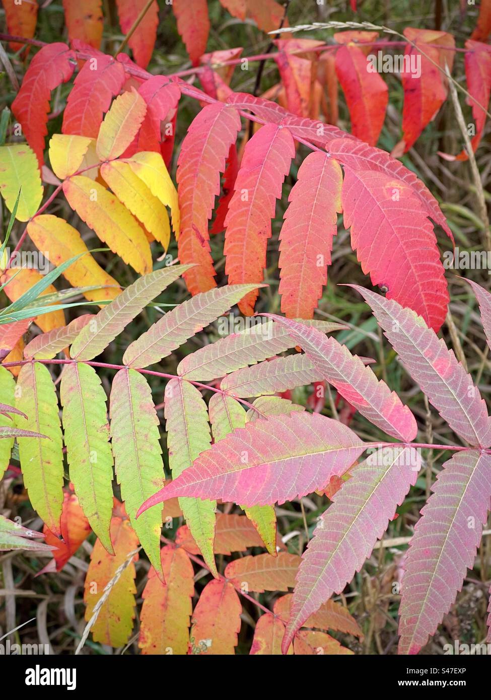 Le foglie dell'albero di Sumac cambiano colore in autunno - Immagine stock catturata con smartphone