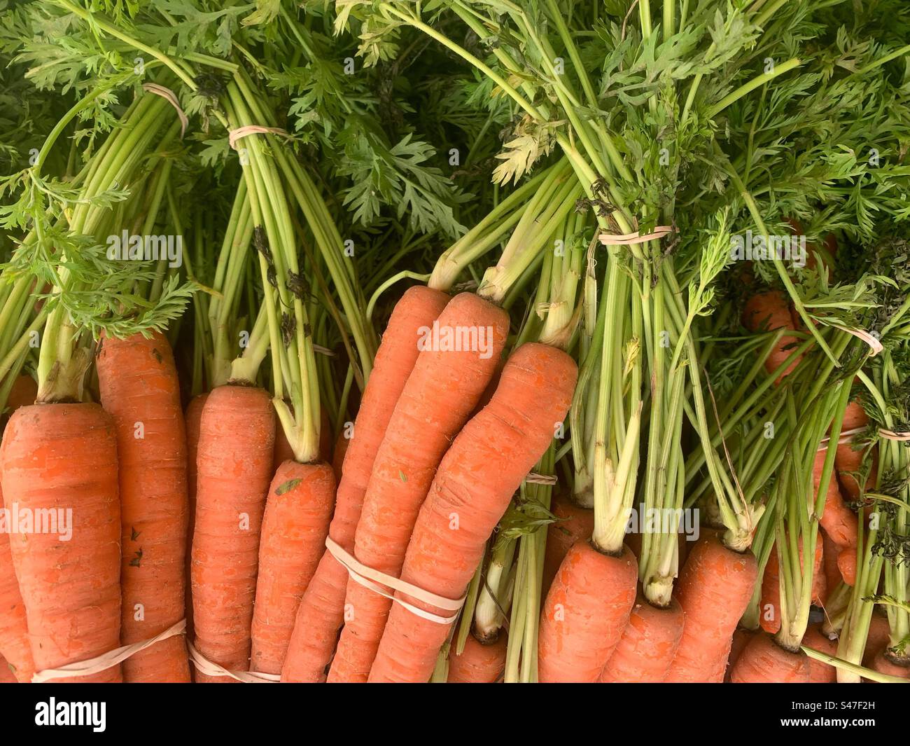 Mazzi di carote d'arancia fresca in vendita nel negozio di alimentari. Foto Stock