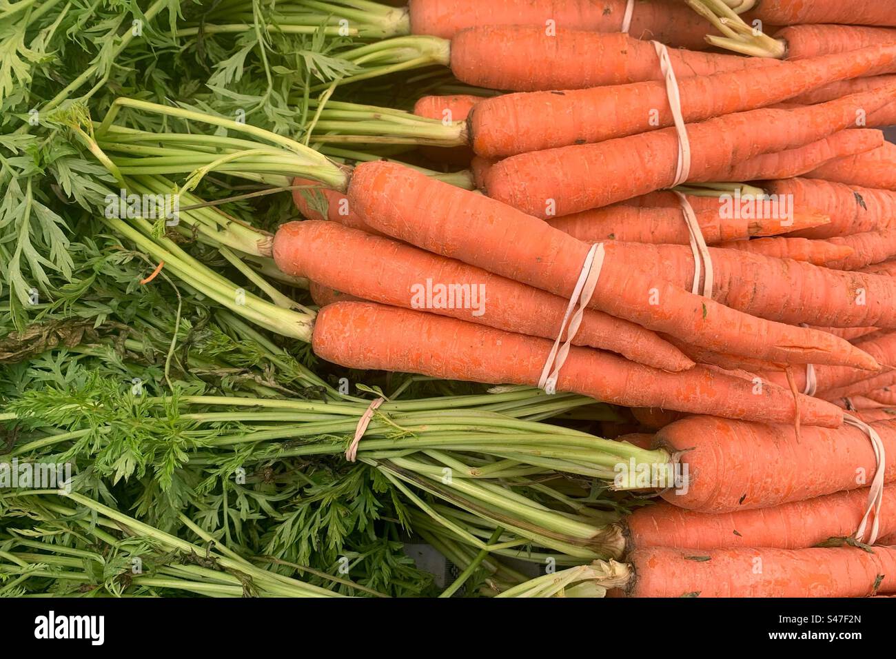 Carote arancioni brillanti in vendita presso il mercato agricolo locale. Foto Stock