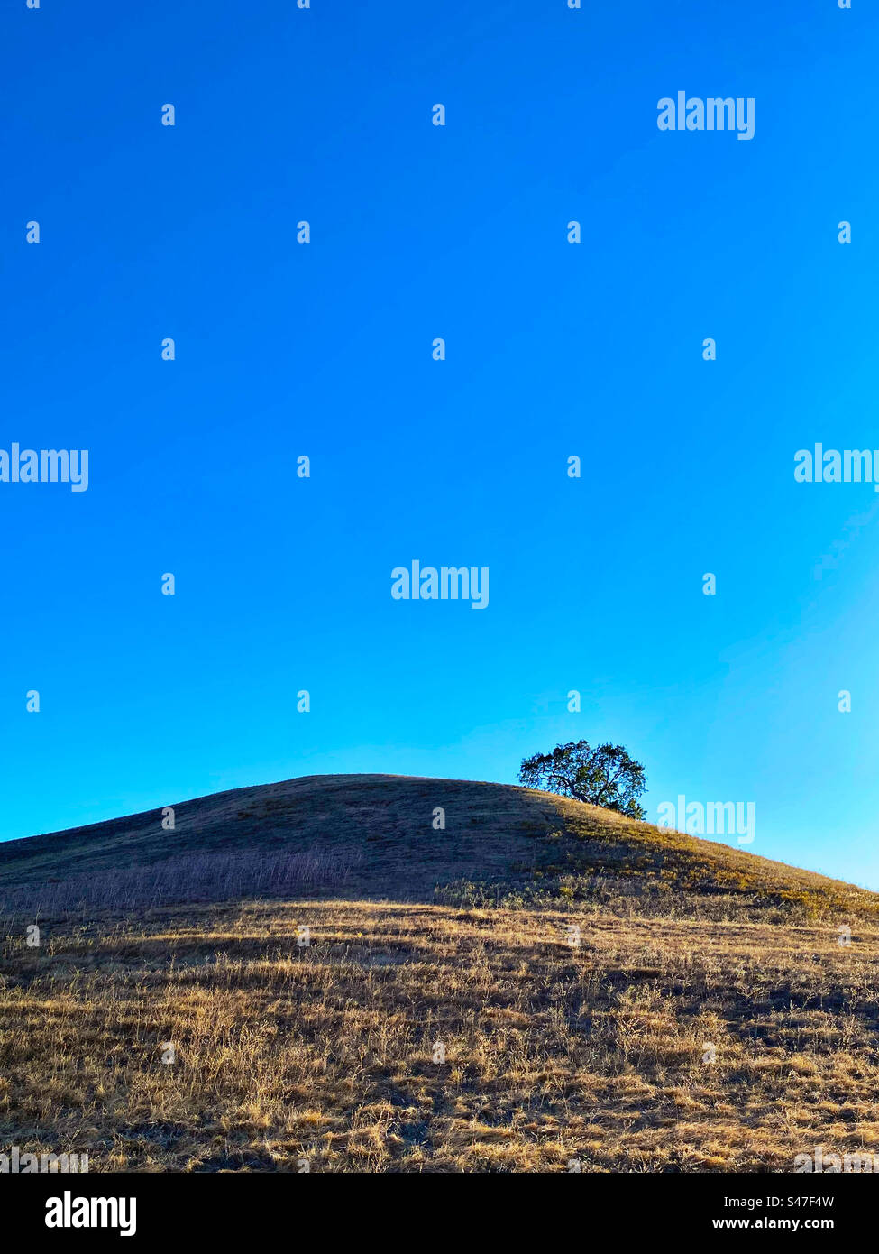 Collina erbosa con alberi e cielo blu Foto Stock