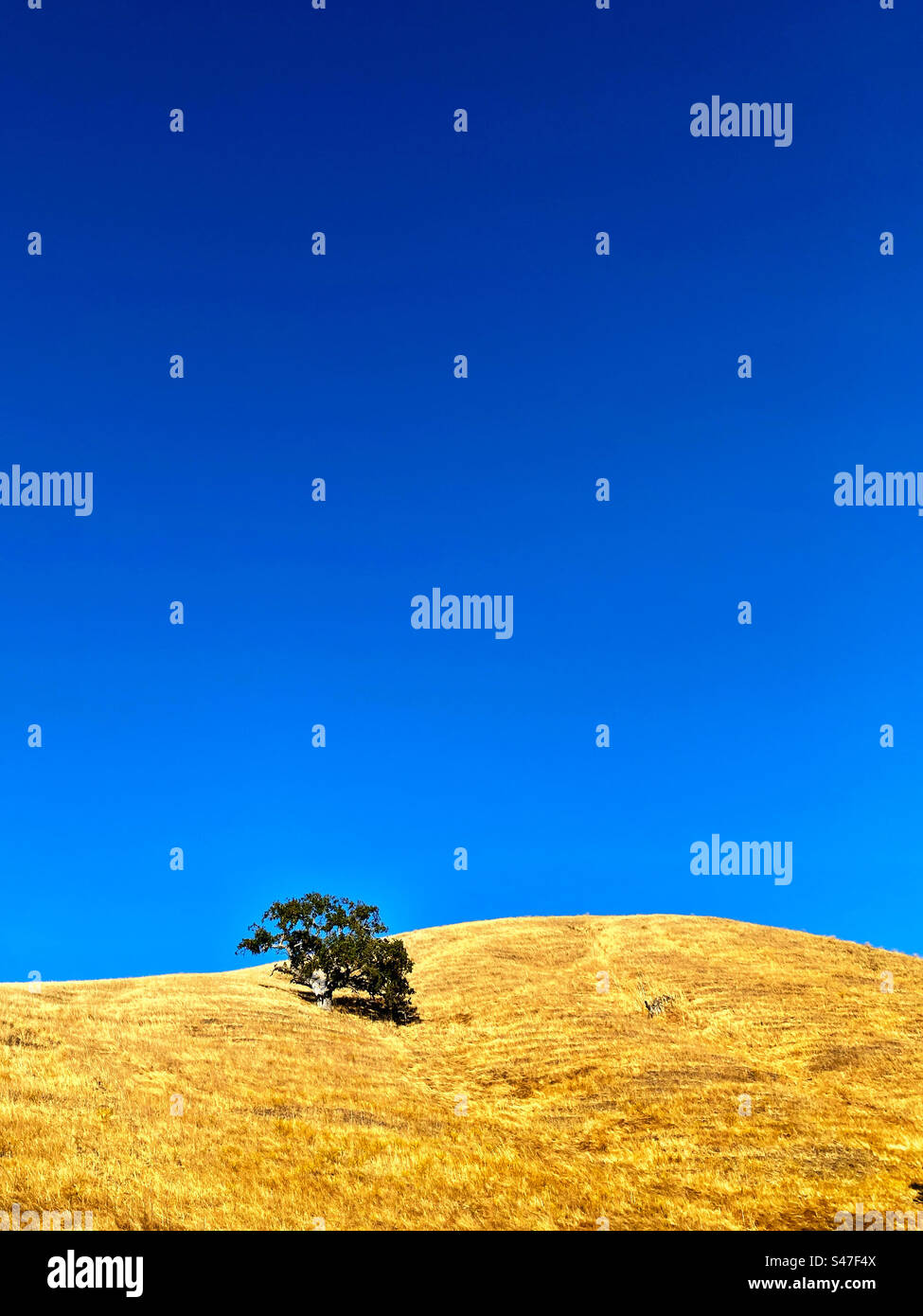 Collina erbosa con alberi e cielo blu sopra Foto Stock