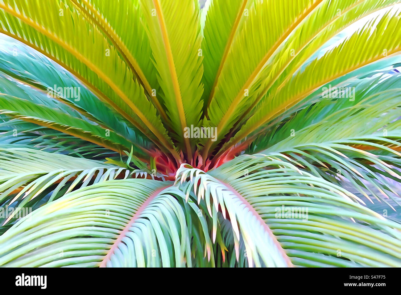 Sfondo naturale della palma Foto Stock