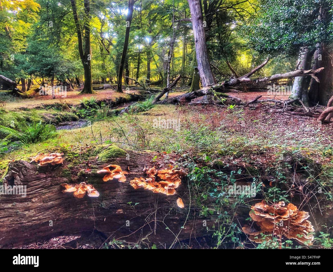 Funghi che crescono sull'albero caduto accanto a un ruscello essiccato nel New Forest National Park - Immagine stock catturata con smartphone