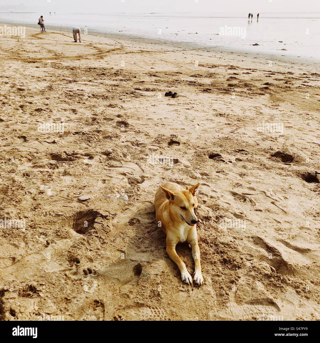 Un cane randagio seduto su una spiaggia a Mumbai, in India - Immagine stock catturata con smartphone