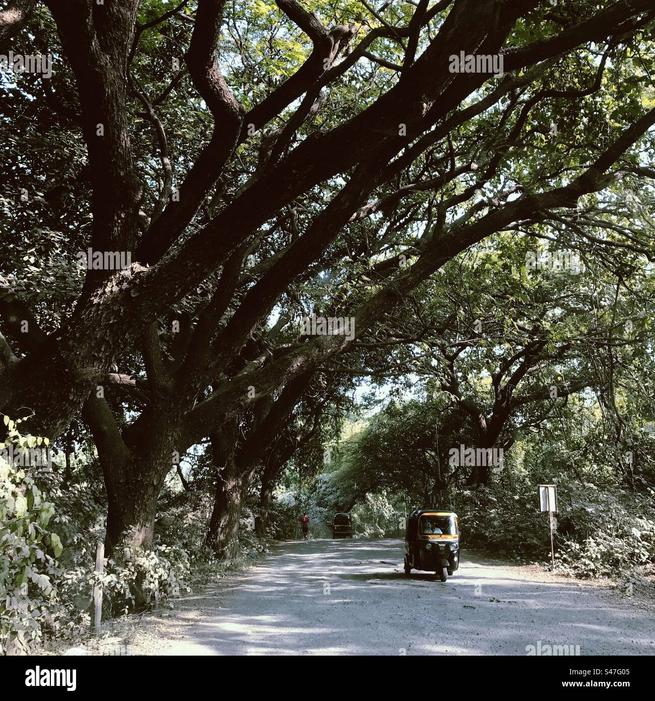 Una strada con un risciò automatico che passa attraverso una foresta urbana a Mumbai, in India Foto Stock