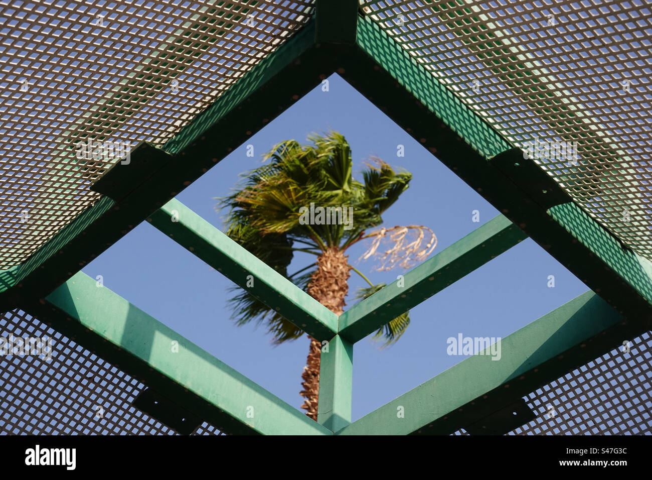 Vista della palma attraverso il telaio geometrico Foto Stock