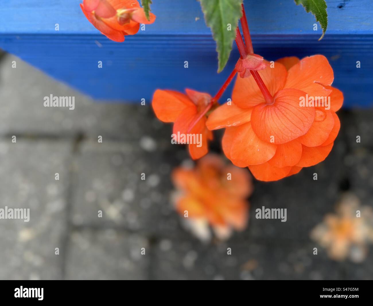 Fiori d'arancio in vaso blu Foto Stock