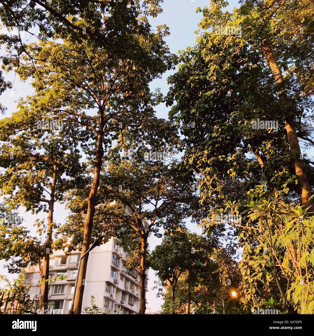 Un edificio incorniciato da alberi Foto Stock