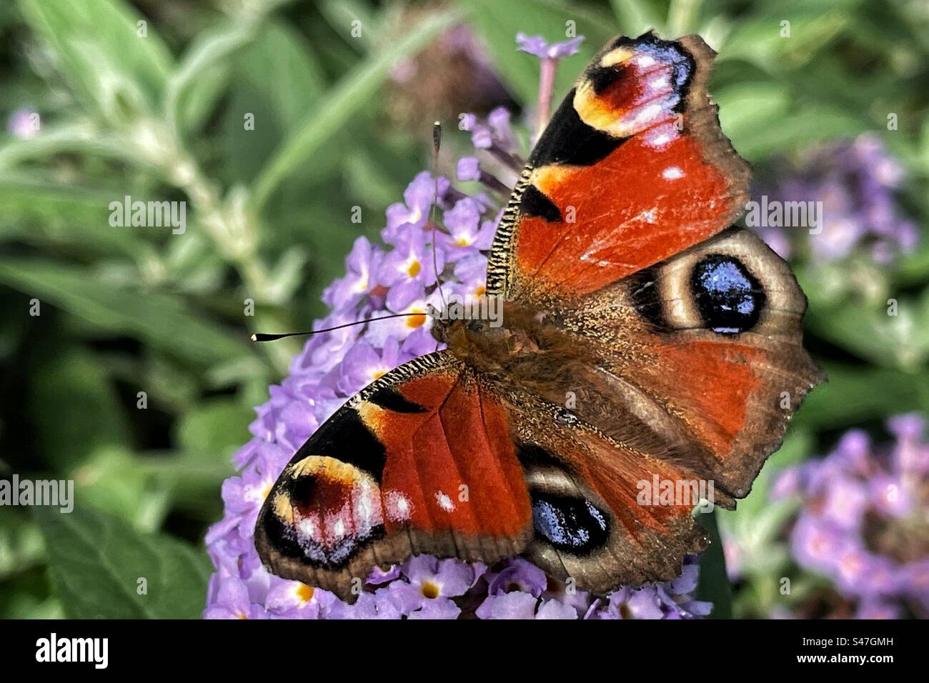 Farfalla pavone (Aglais io) Foto Stock