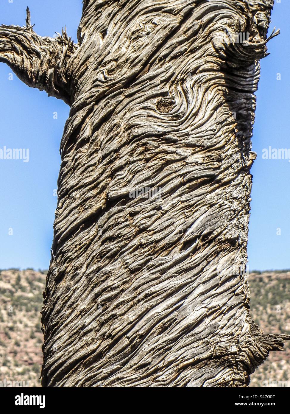 Spiral Tree Bark - Immagine stock catturata con smartphone