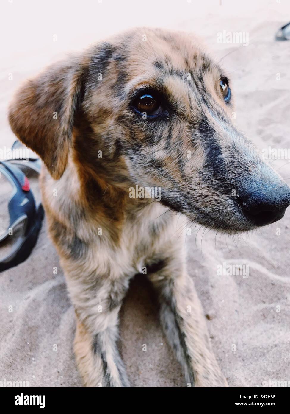 Ritratto di un cane - Immagine stock catturata con smartphone