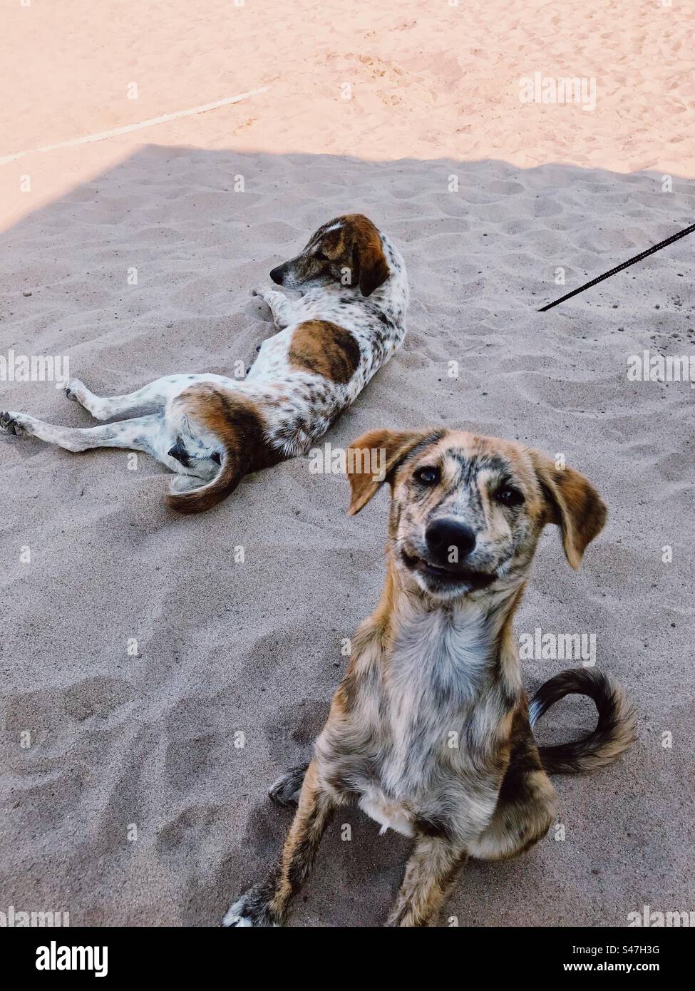 Cani sulla spiaggia Foto Stock