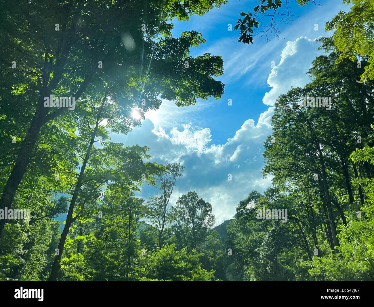 Cielo di foresta Foto Stock
