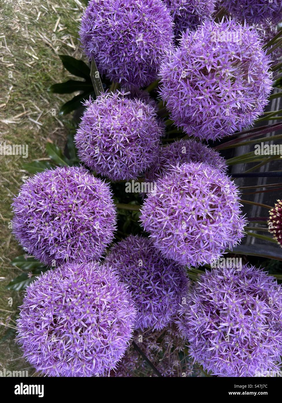 Primo piano della splendida testa di fiori di allium, il fusto di petali viola in piena fioritura nella vista del giardino estivo - Immagine stock catturata con smartphone