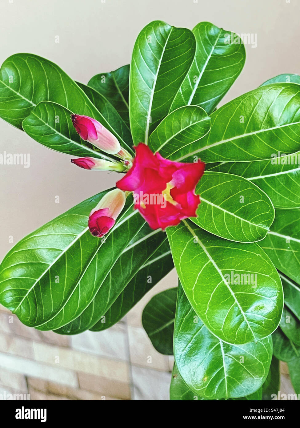 Adenium è il nome di una pianta con fiori colorati e bellissimi. È una pianta facile da coltivare e da curare. Tollera condizioni molto asciutte. Foto Stock