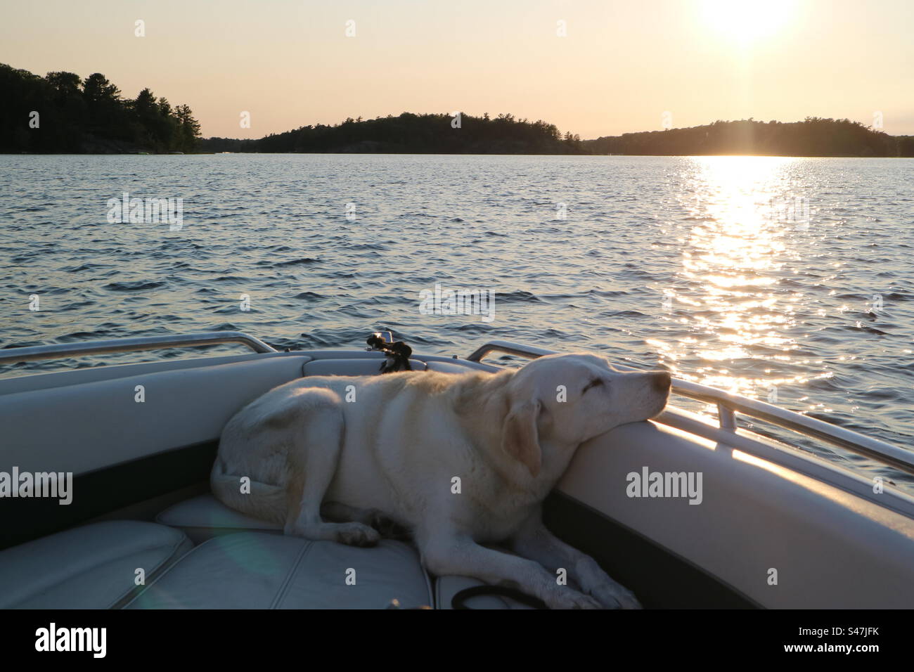 Cane, Labrador retriever, che dorme sulla parte anteriore di una barca mentre il sole tramonta - Immagine stock catturata con smartphone