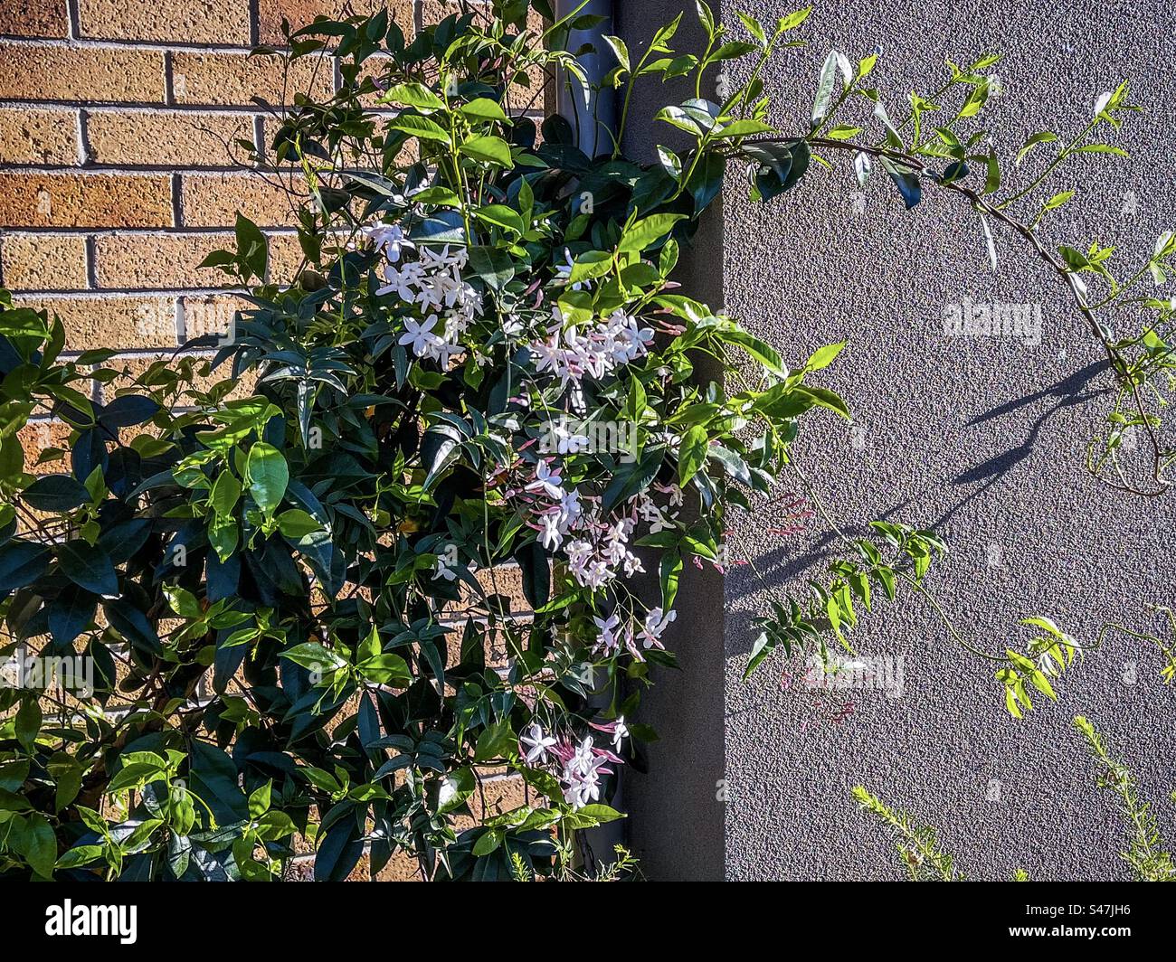 Fiori bianchi rossastri di Jasminum polyanthum, ovvero gelsomino a molti fiori o gelsomino rosa, scalatore che cresce sulle pareti in una soleggiata mattinata primaverile a Melbourne, Australia. - Immagine stock catturata con smartphone