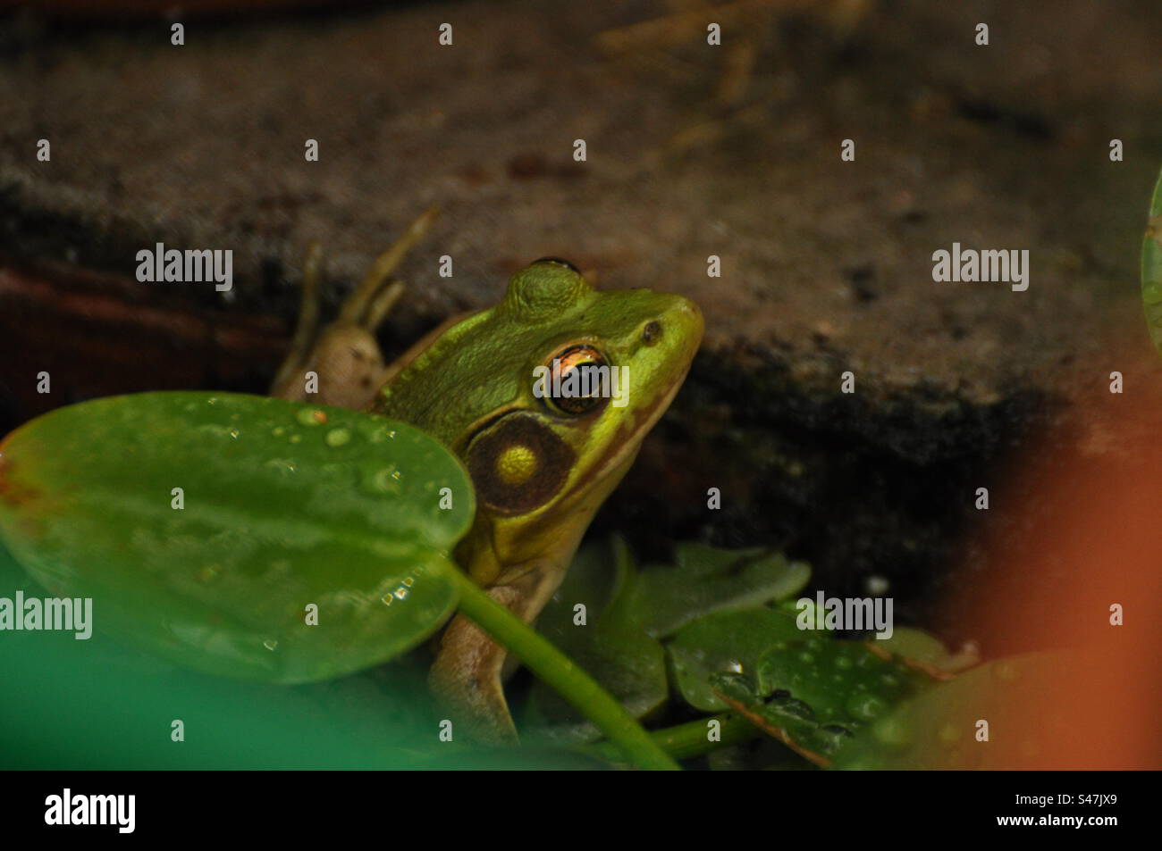 Una piccola rana verde che appare da dietro una foglia Foto Stock