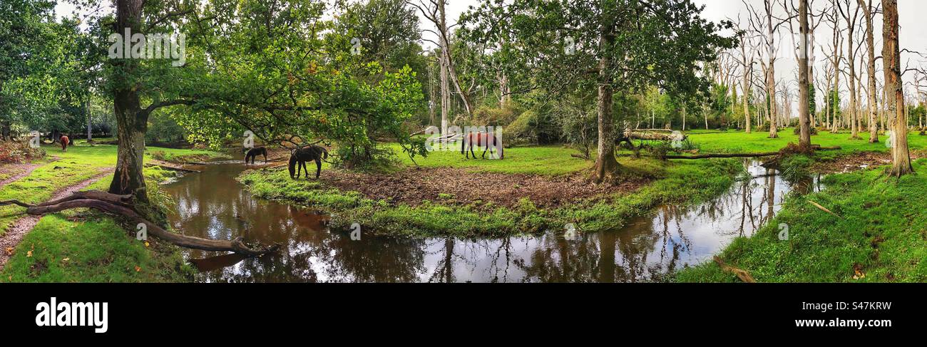 Pony che pascolano accanto al ruscello che scorre attraverso una foresta di querce nell'Hampshire, Regno Unito - Immagine stock catturata con smartphone
