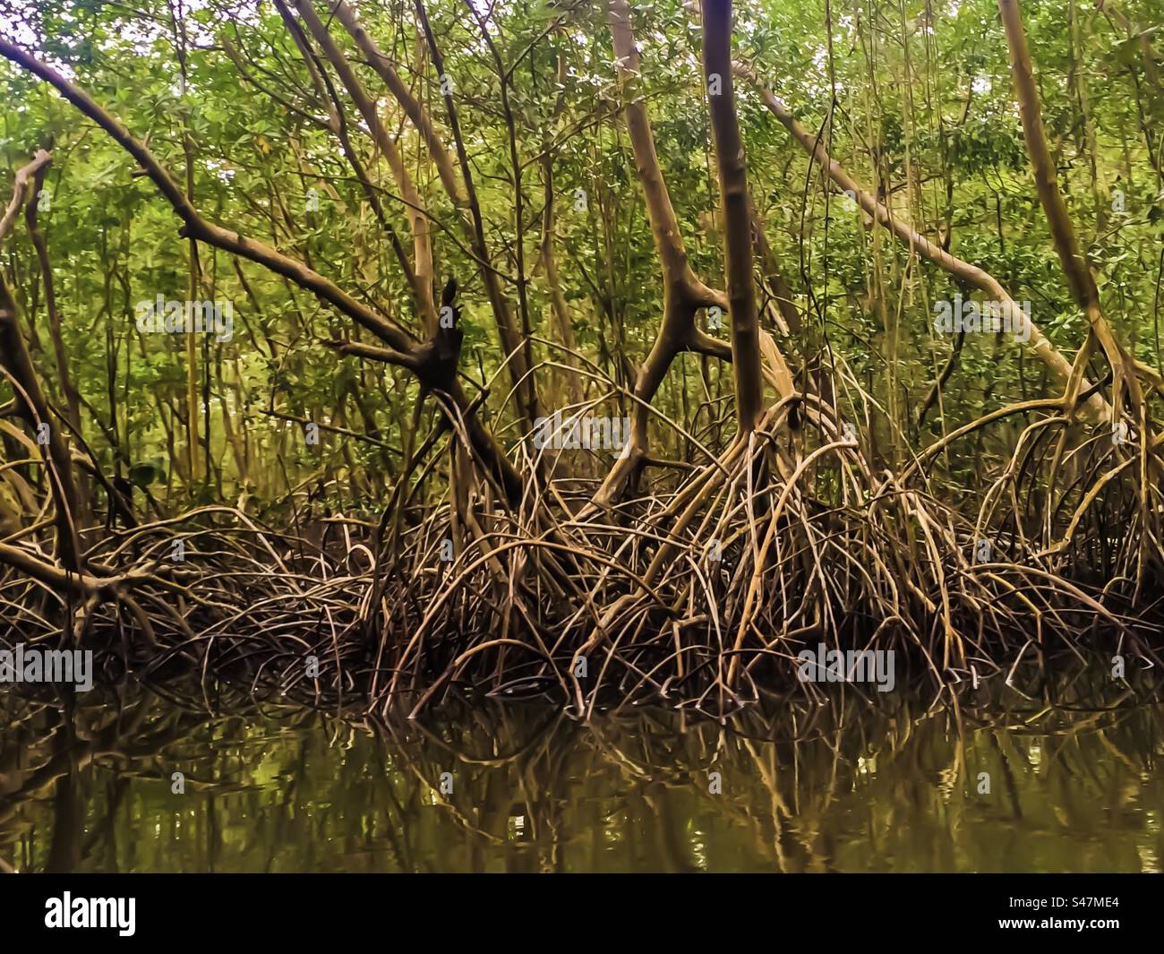 Foresta di mangrovie - Immagine stock catturata con smartphone