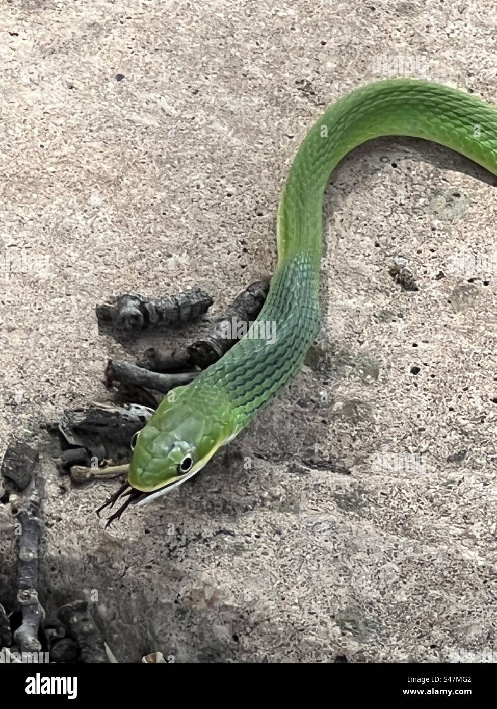 Un primo piano di un serpente d'erba verde ruvido che mangia un cricket. Foto Stock