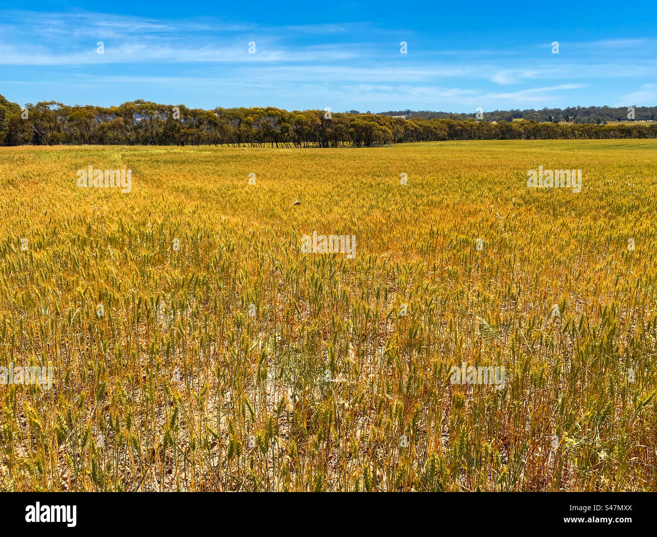 Coltivazione dell'erba di grano, nella famosa cintura di grano dell'Australia Occidentale. Campagna di Perth vicino a York. Foto Stock