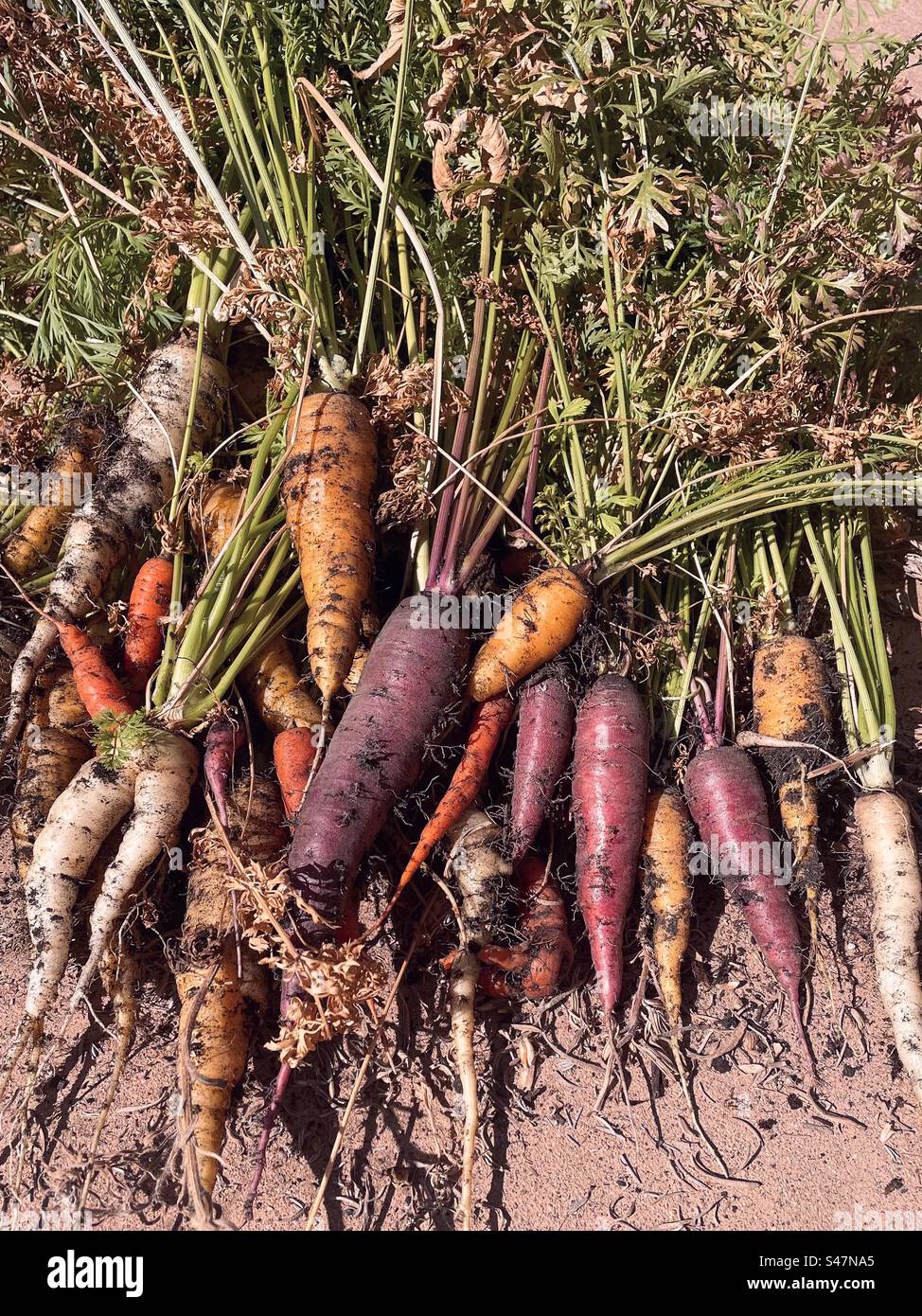 Raccolto di carota Foto Stock