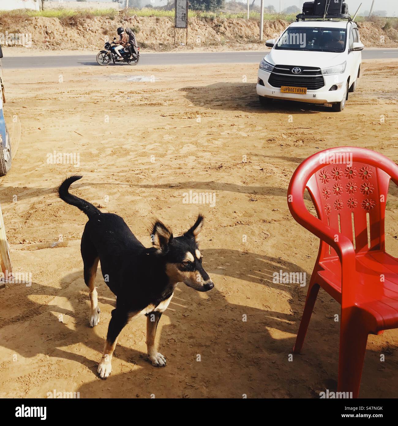 Un cane randagio lungo un'autostrada in India - Immagine stock catturata con smartphone