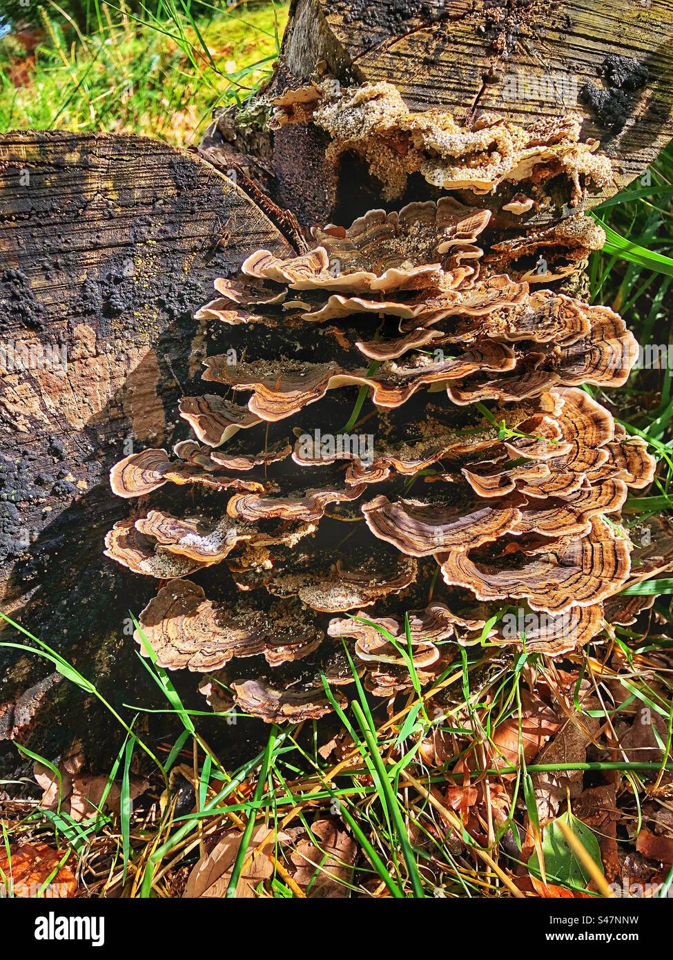 Molti funghi di polipore in zone che crescono su un ceppo di alberi tagliati nel New Forest National Park - Immagine stock catturata con smartphone