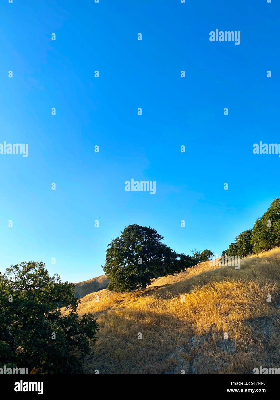 Cielo blu sopra le colline pedemontane con querce Foto Stock