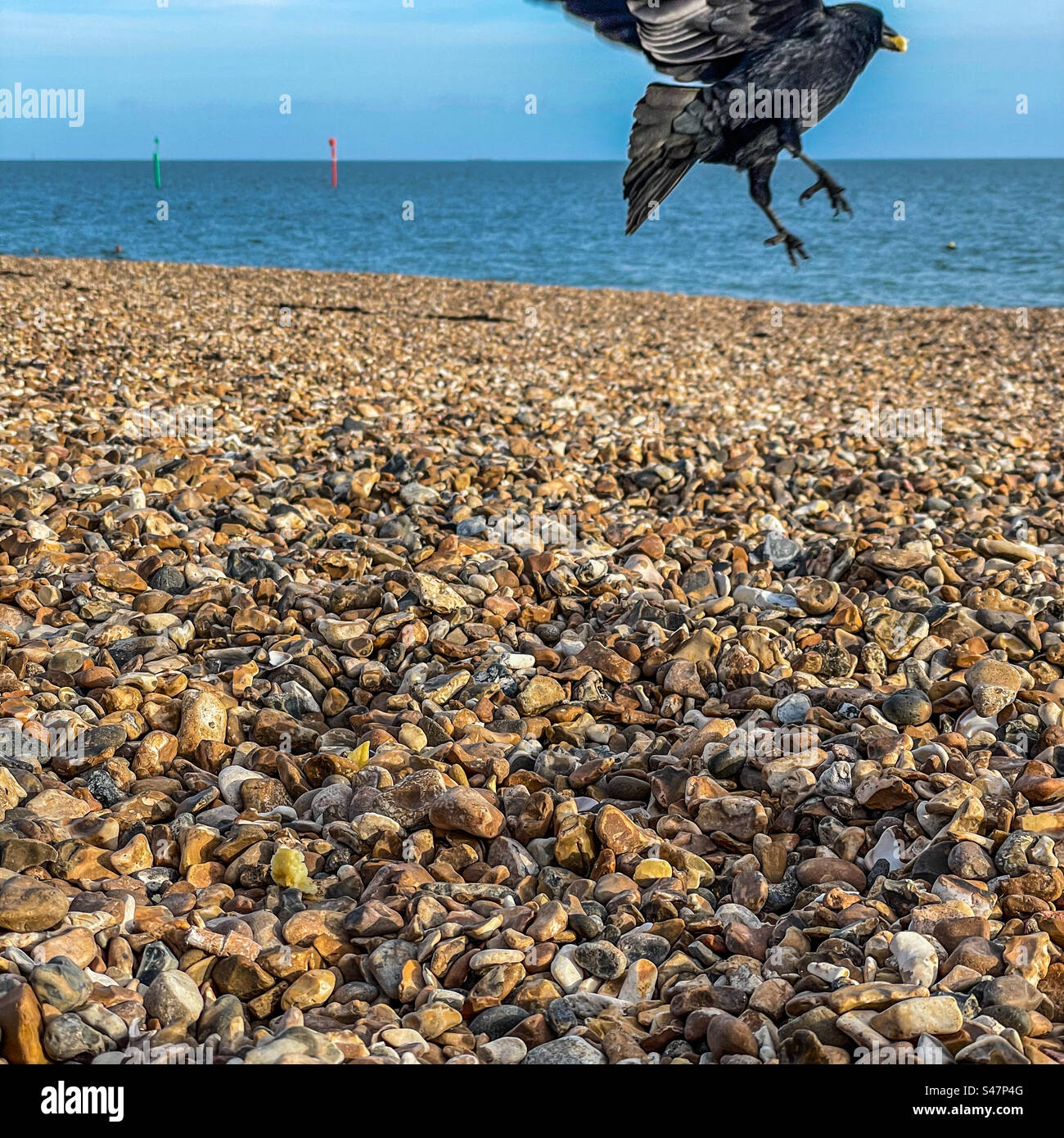 Crow sulla spiaggia di Southsea - Immagine stock catturata con smartphone