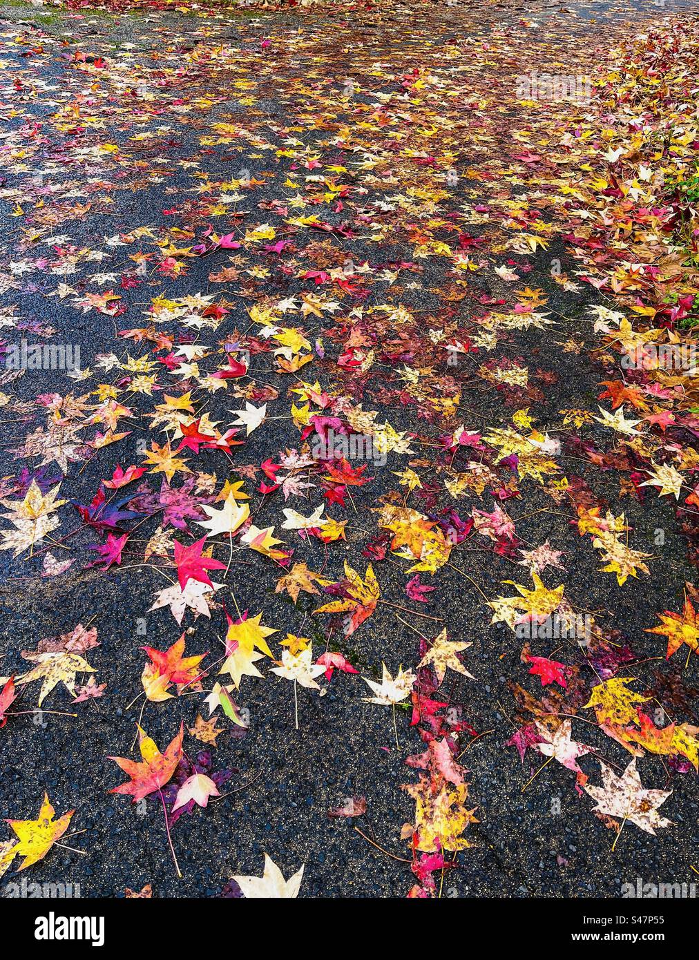 parte in pieno autunno. Foto Stock