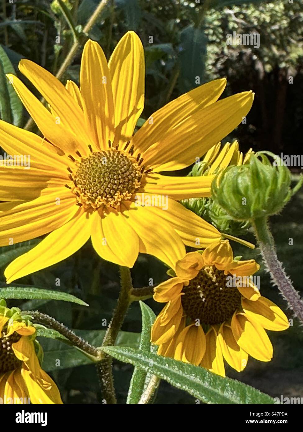 L'Helianthus pauciflorus, chiamato girasole rigido, è una pianta nordamericana è diffusa nelle grandi Pianure, nelle Montagne Rocciose, e i grandi Laghi crescono autogerminati alti da 6 a 7 piedi Foto Stock