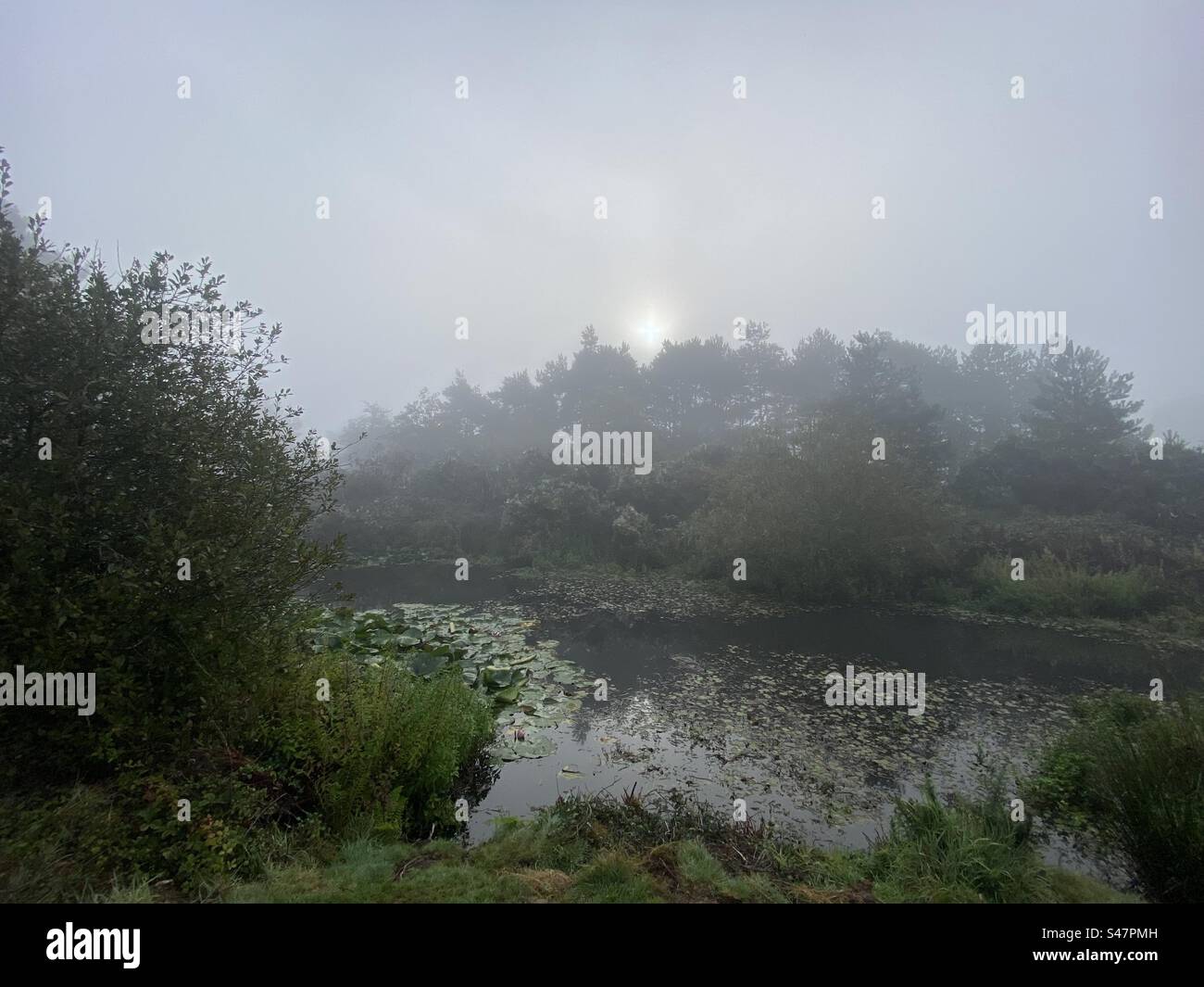 Misty Morning in Cornovaglia Foto Stock