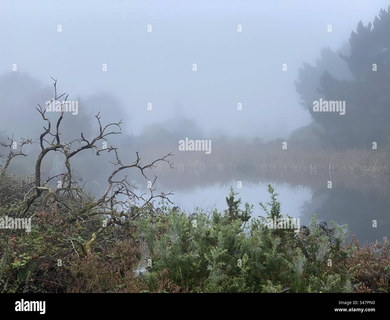 Misty Morning sul Bissoe Trail Foto Stock