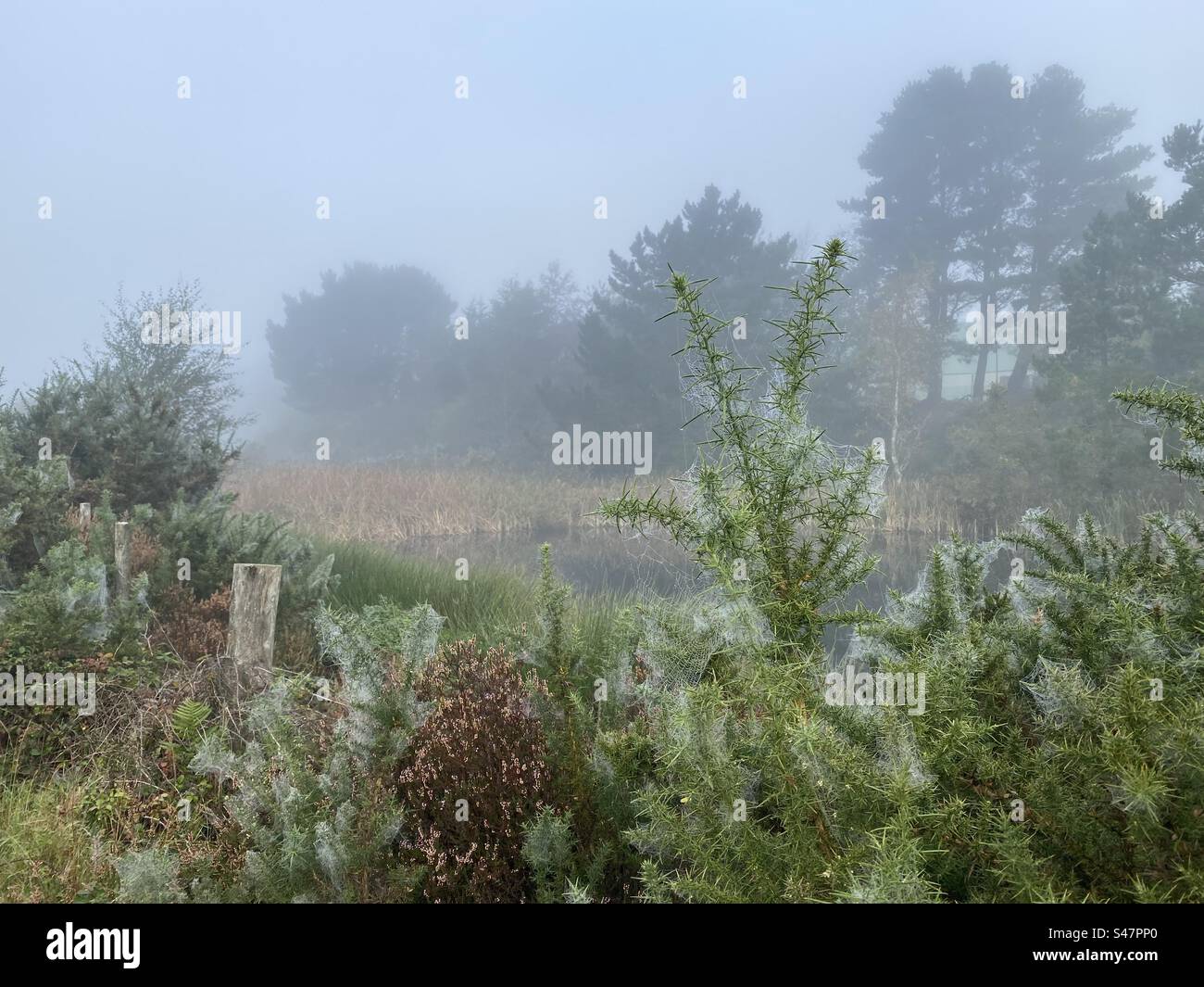 Cavallucci e alberi in una mattinata nebbiosa Foto Stock