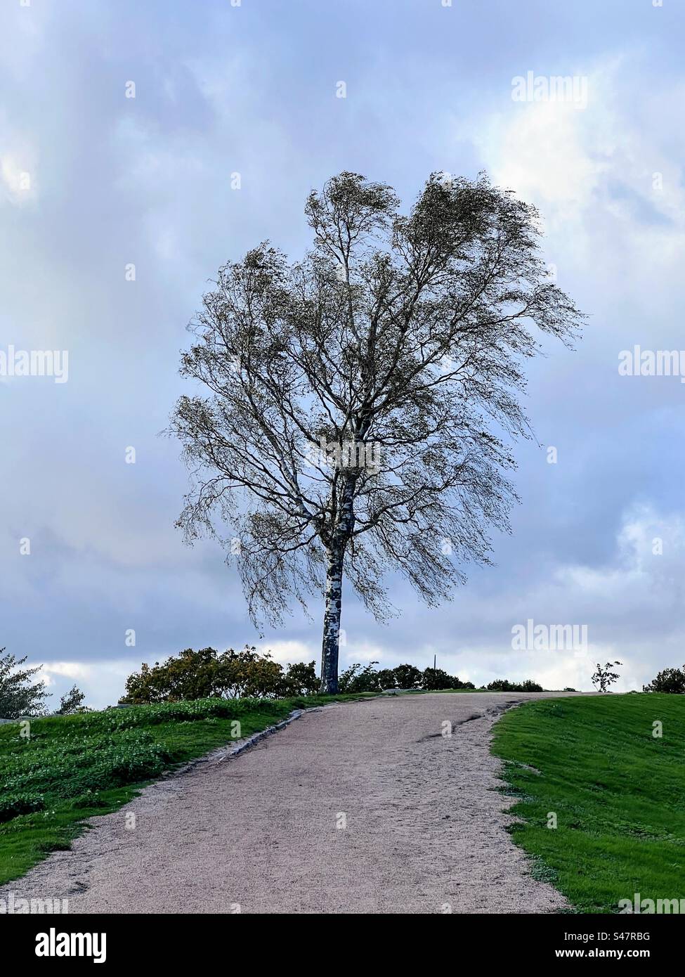 Una sola betulla contro il cielo nuvoloso con il vento forte che muove i suoi rami sulla cima della verde collina con il sentiero di sabbia che la attraversa - Immagine stock catturata con smartphone