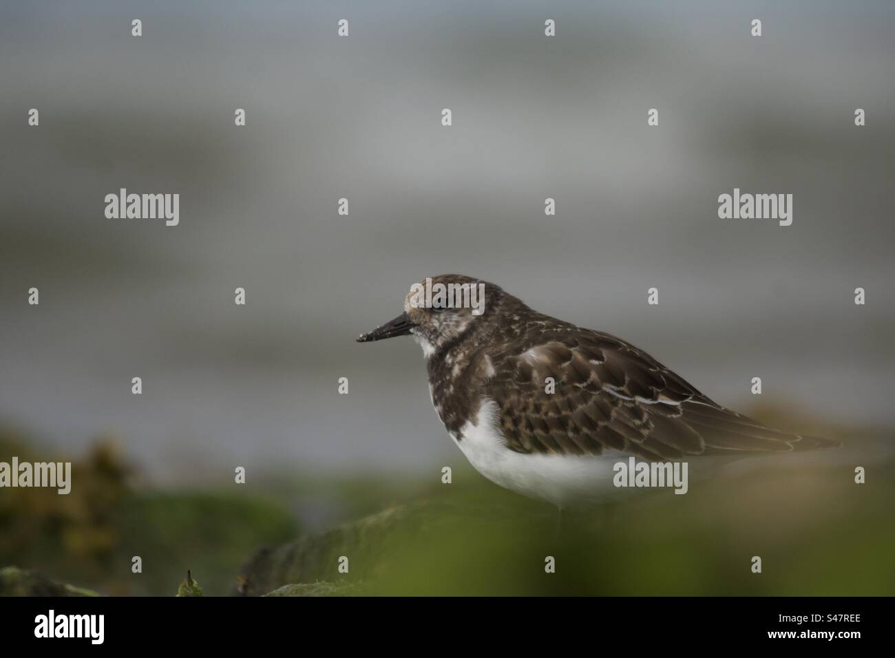 Turnstone Foto Stock