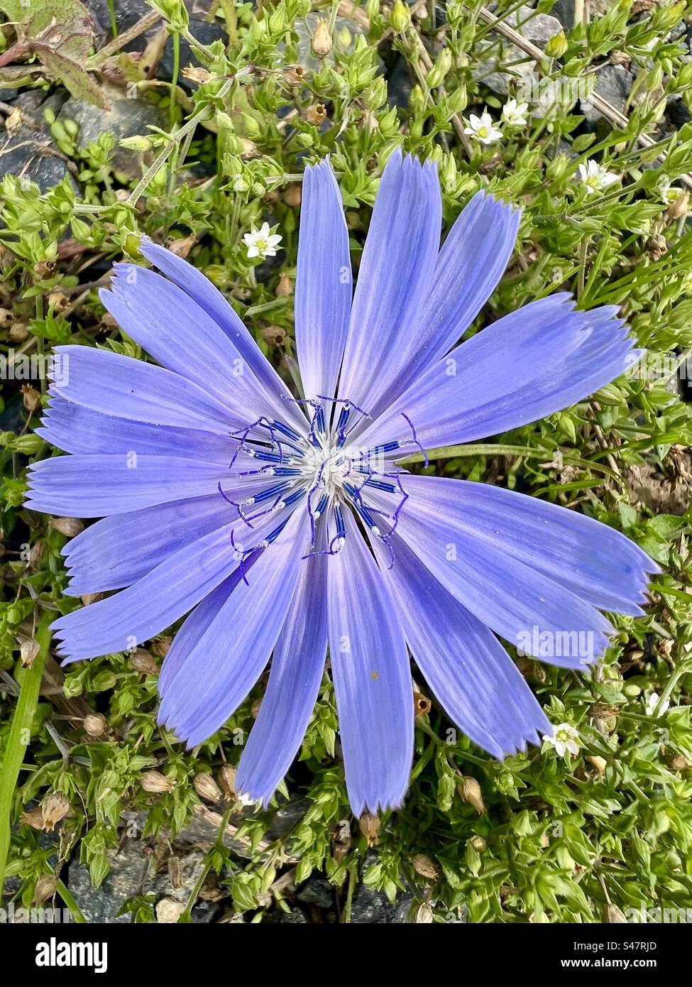 Zichorie blaue Blume Foto Stock