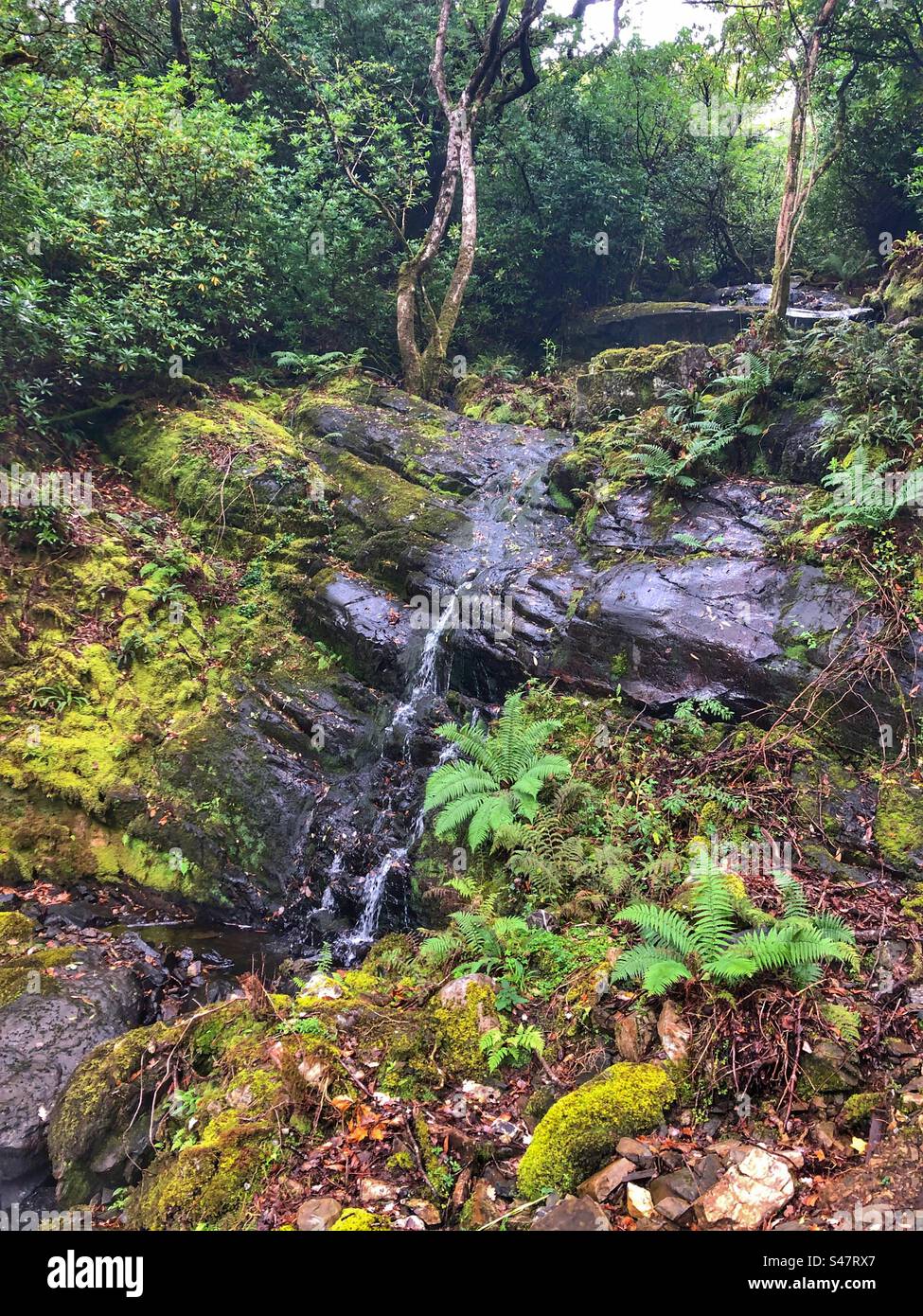 Un lussureggiante paesaggio forestale in Irlanda. Foto Stock